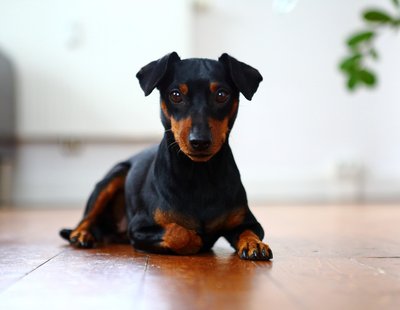 KatrinKastell_Buerohund_DanielaSchleich (9)