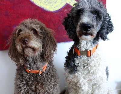 Neuerburg_Buerohund_DanielaSchleich