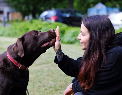 Zebra_Buerohunde (2)