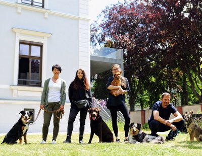 Zebra_Buerohunde (3)