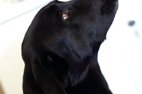 C3_Buerohunde_DanielaSchleich (8)