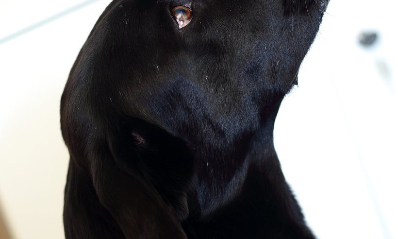 C3_Buerohunde_DanielaSchleich (8)