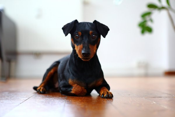 KatrinKastell_Buerohund_DanielaSchleich (9)