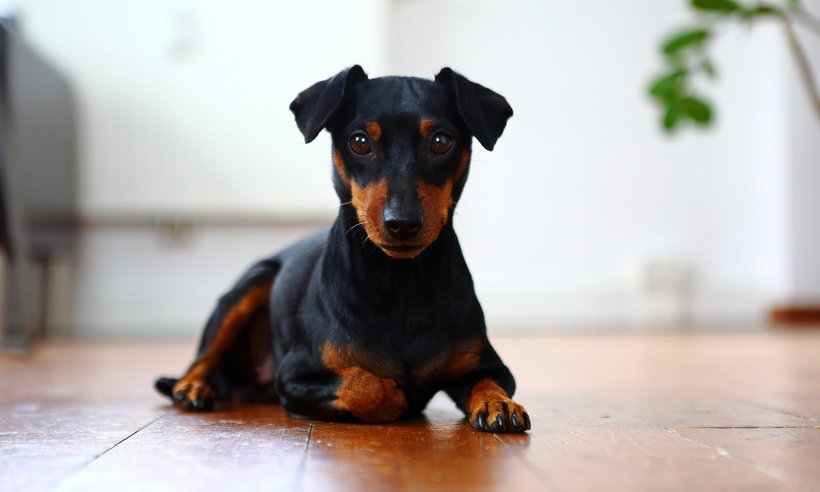 KatrinKastell_Buerohund_DanielaSchleich (9)