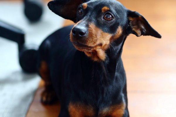 KatrinKastell_Buerohund_DanielaSchleich (2)