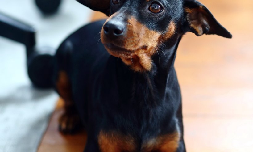 KatrinKastell_Buerohund_DanielaSchleich (2)