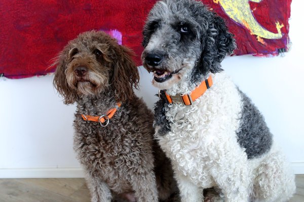 Neuerburg_Buerohund_DanielaSchleich (2)