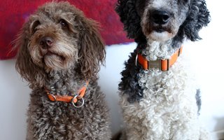 Neuerburg_Buerohund_DanielaSchleich