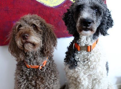 Neuerburg_Buerohund_DanielaSchleich