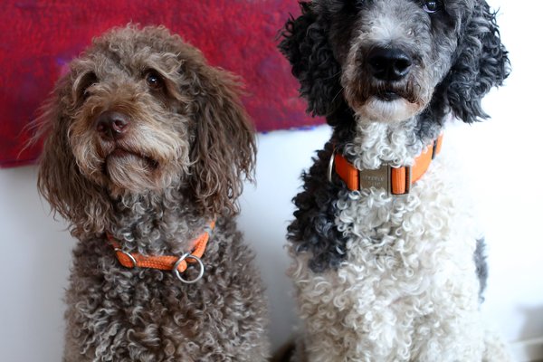 Neuerburg_Buerohund_DanielaSchleich