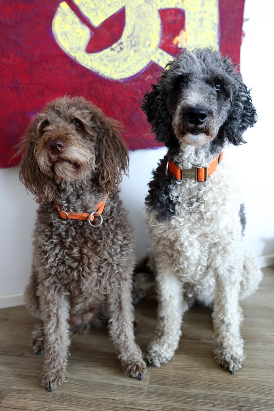 Neuerburg_Buerohund_DanielaSchleich