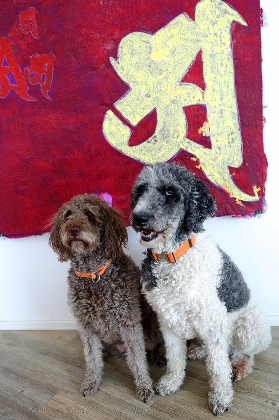 Neuerburg_Buerohund_DanielaSchleich (2)