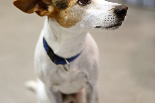 Pixies_Buerohund_DanielaSchleich (2)