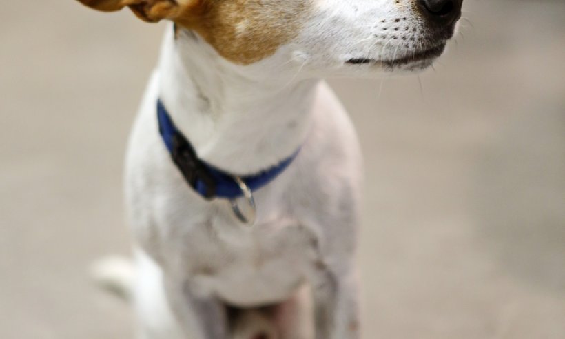 Pixies_Buerohund_DanielaSchleich (2)