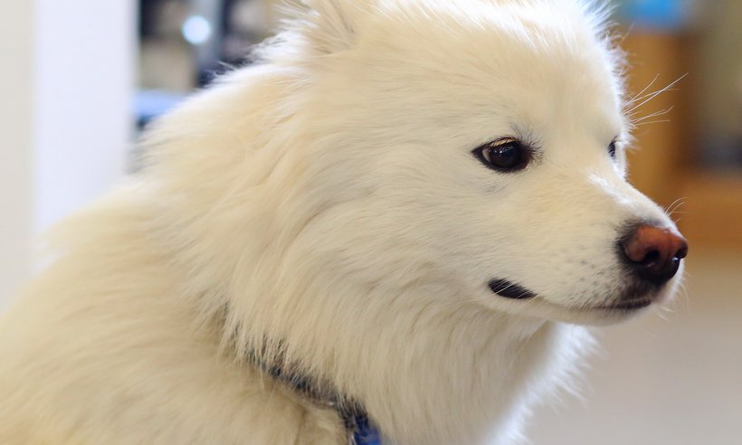 Staffbase_Buerohund_DanielaSchleich (4)