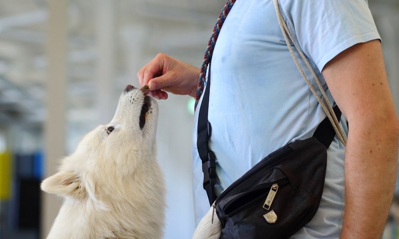 Staffbase_Buerohund_DanielaSchleich (11)