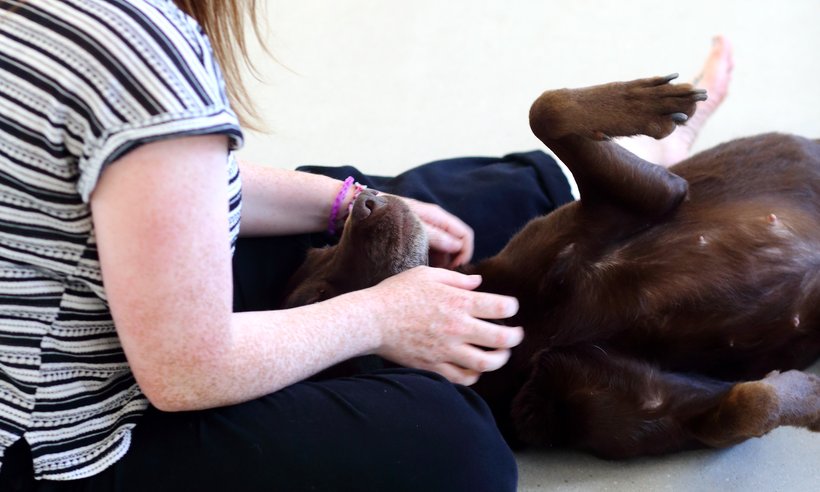 Staffbase_Buerohund_DanielaSchleich (5)