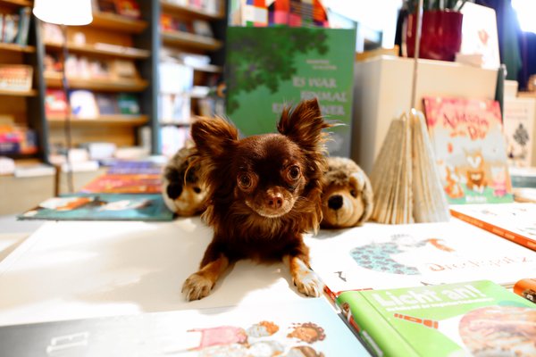 Web_Buerohunde_Universitas (2)