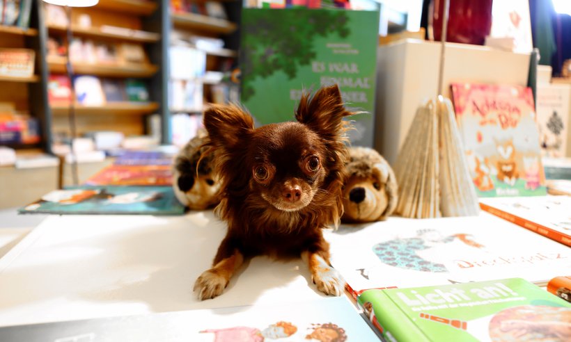 Web_Buerohunde_Universitas (2)