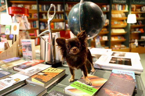 Web_Buerohunde_Universitas (3)