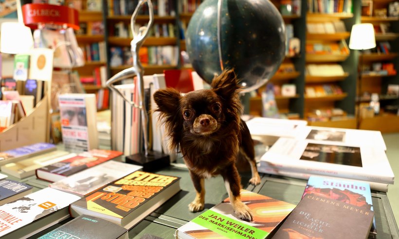 Web_Buerohunde_Universitas (3)