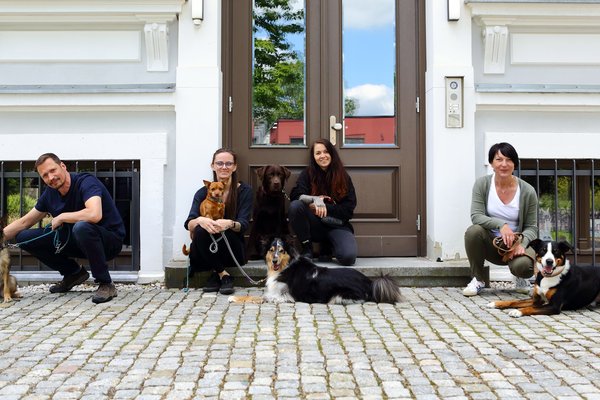 Zebra_Buerohunde (1)