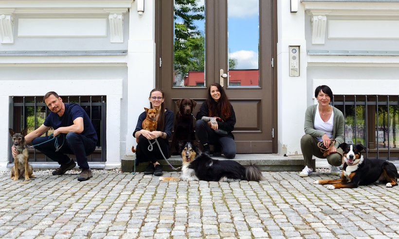 Zebra_Buerohunde (1)