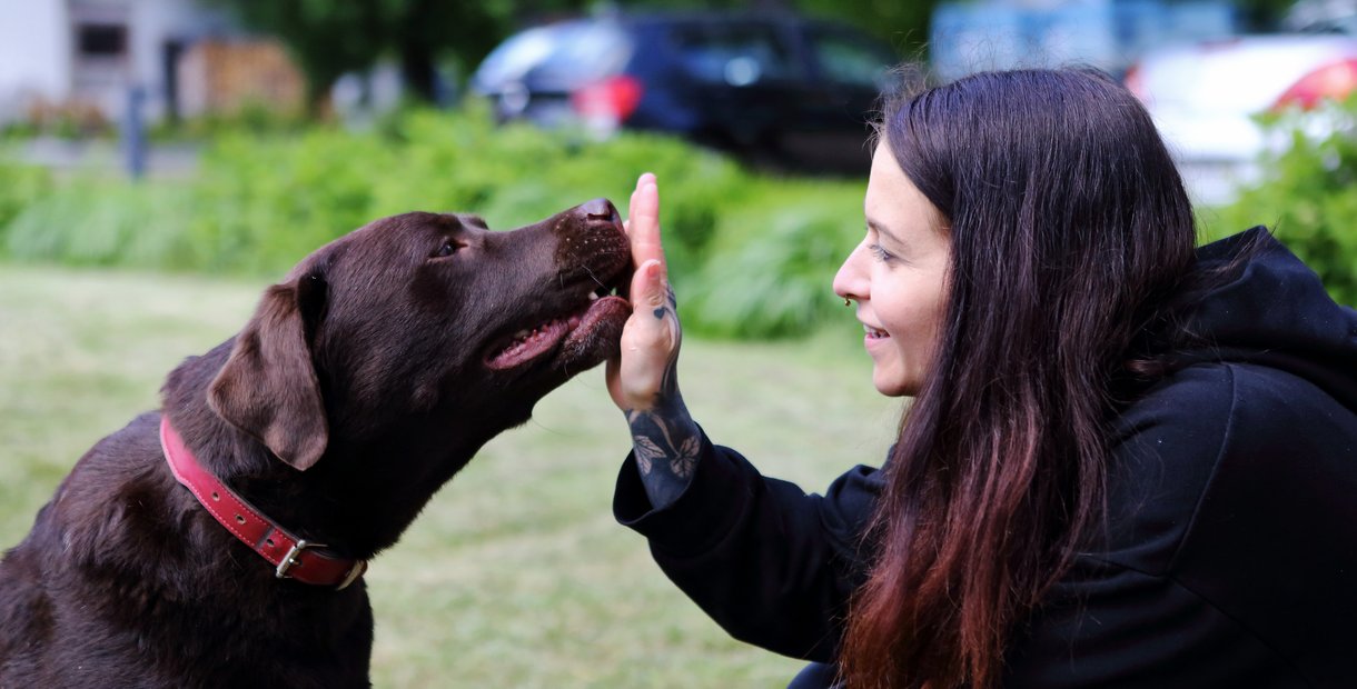 Zebra_Buerohunde (2)