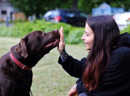Zebra_Buerohunde (2)