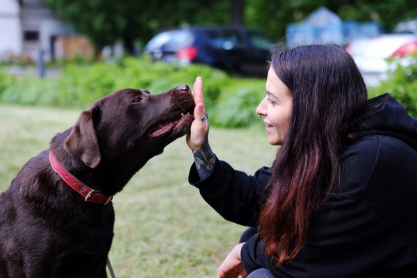 Zebra_Buerohunde (2)