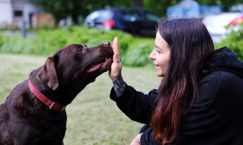Zebra_Buerohunde (2)