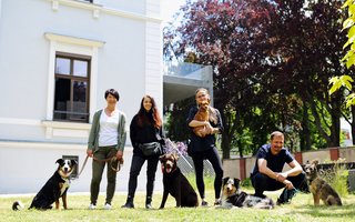 Zebra_Buerohunde (3)