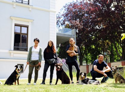 Zebra_Buerohunde (3)