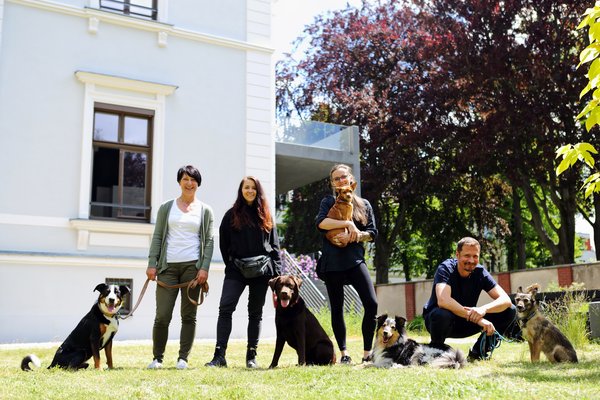 Zebra_Buerohunde (3)