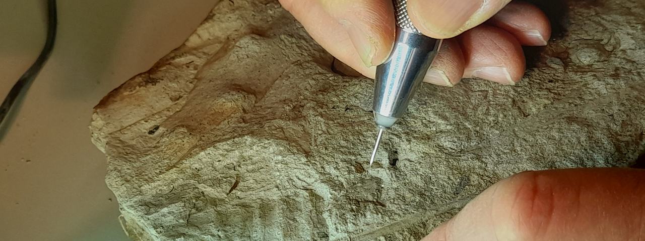 Bearbeitung von Fossilien im Steinlabor des Museums für Naturkunde Chemnitz
