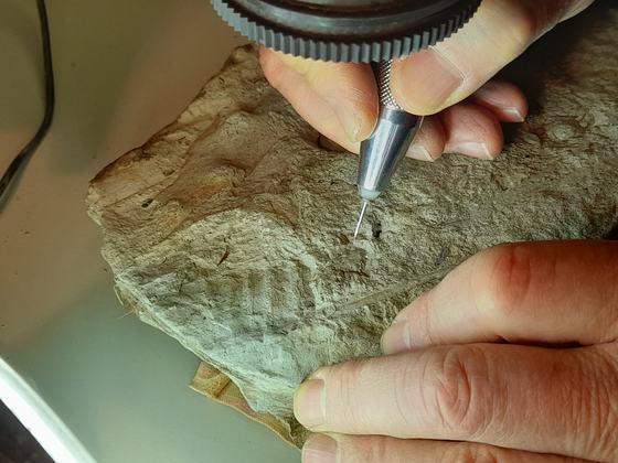 Bearbeitung von Fossilien im Steinlabor des Museums für Naturkunde Chemnitz