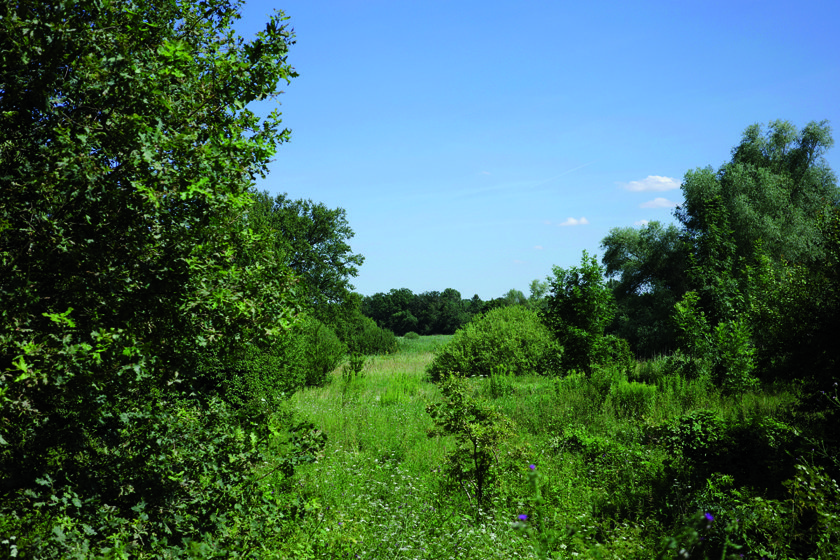 Auenlandschaft
