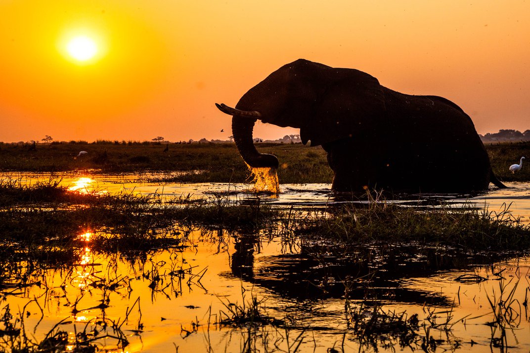 Katalogpräsentation_Elefant am Chobe.jpg