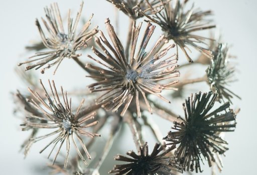 Neben einem Preisgeld gibt es auch die Trophäe "Pusteblume" zu gewinnen. (Foto: Dieter Kahnert / SMGI)