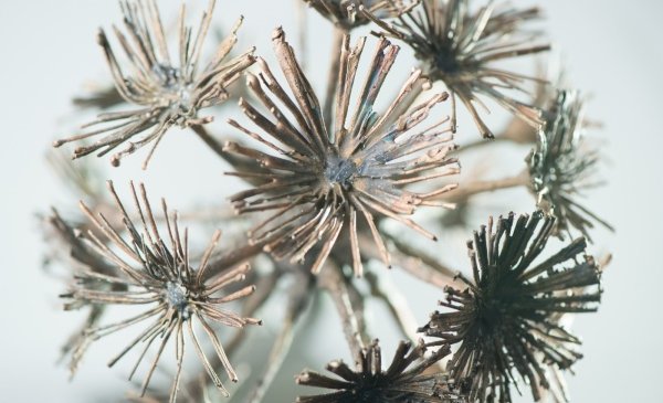Neben einem Preisgeld gibt es auch die Trophäe "Pusteblume" zu gewinnen. (Foto: Dieter Kahnert / SMGI)